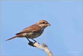 <p>ŤUHÝK OBECNÝ - samička (Lanius collurio) Jiříkov</p>